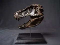 【博物館級レプリカ】　ティラノサウルス 頭骨フィギュア 化石模型 スタンド付 博物館級レプリカ】 ティラノサウルス 頭骨フィギュア 化石模型