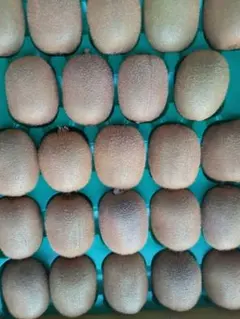 和歌山産グリーンキウイフルーツ30こ