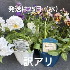 ビオラ　サトウ園芸シリーズ3セット♡プチトリアノン♡ヌーベルヴァーグ♡レディのサムネイル