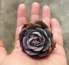 アンモコ様 リクエスト 4点 まとめ商品