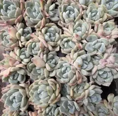 多肉植物 セダム ブレビフォリウム ダシフィルム 60カット - メルカリ
