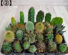 【②】多肉植物　ミニサボテン　抜き苗　24個【ネコポス発送】