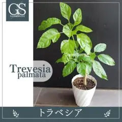 希少珍種 トレベシア パルマータ 観葉植物 22 - メルカリ