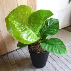 2025年最新】アンスリウム原種の人気アイテム - メルカリ 