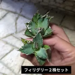 フィリグリー２株セット⑤　アガベ　チタノタのサムネイル