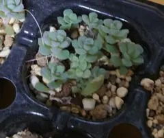 多肉植物 セダム 抜き苗