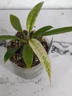 レオミル様 リクエスト 2点 まとめ商品