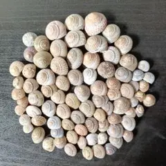 244 　巻き貝　巻貝　ヤドカリお家　インテリア