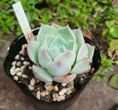 サブリム 多肉植物 抜き苗 - メルカリ