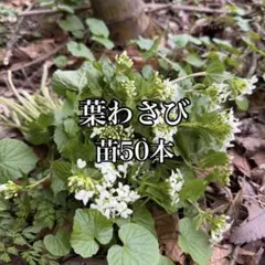 天然葉わさび苗 200本 2026年最新】天然葉わさびの人気アイテム - メルカリ