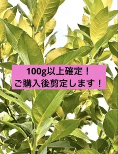[A4 봉투를 채우세요!]가지가 있는 레몬 잎 [가시가 있는 제품]