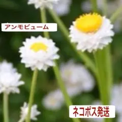 norichan様 リクエスト 2点 まとめ商品