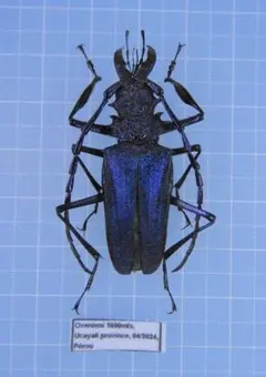 ペルーの美麗カミキリ 標本 昆虫標本 - メルカリ