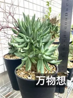 多肉植物　桜牡丹　全て　メルカリ便発送 多肉植物 桜牡丹 全て メルカリ便発送 - メルカリ