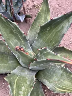Agave potatorum 'Glow Light' 46 - メルカリ