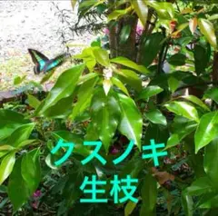 クスノキ★楠木　楠　生枝　葉　無農薬　アオスジアゲハ用　4苗⑤のサムネイル