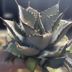 2026年最新】姫厳竜の人気アイテム - メルカリ