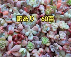 寄せ植えセット　訳あり　60苗　多肉植物　エケベリア　カット苗
