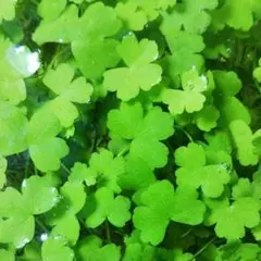 水草  オーストラリアン ノチドメ 20葉 (水上草)(無農薬)(無コケ)のサムネイル