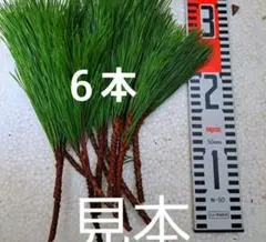 Item thumbnail for item a28fb95f-3fa8-4fba-8fd9-34c202b6b29d