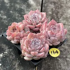 coco様 リクエスト 2点 まとめ商品