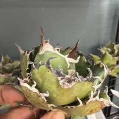 アガベ 白鯨牡丹葉のカキ仔 アガベ 牡丹葉白鯨【U-A】① | Home&Plants