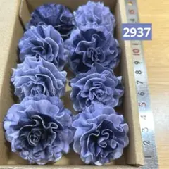 ソラフラワー　2937のサムネイル