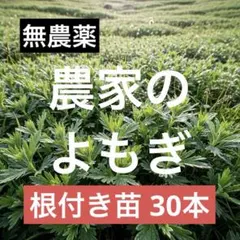 2026年最新】よもぎ苗の人気アイテム - メルカリ