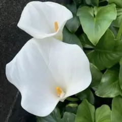 初めての方にも、安心価格! 夏の花 クルクマ シャローム 生きている