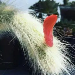 Genちゃん様 リクエスト 2点 まとめ商品