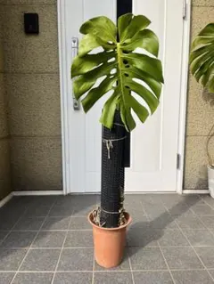 2026年最新】モンステラ幹立ちの人気アイテム - メルカリ