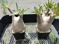 2025年最新】パキポディウムグラキリス 現地球の人気アイテム - メルカリ