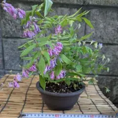 山野草（ボタン科） 紅花ヤマシャクヤク～火の鳥 2茎立 - メルカリ