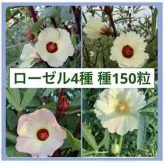 ペロ【プロフィールに注意事項あり】様 リクエスト 2点 まとめ商品