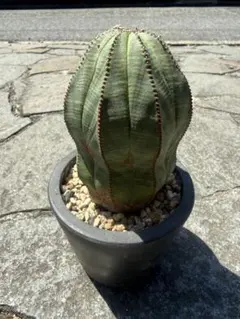 弁慶柱 分頭2頭 発根済み 即地植え可能 ③ - メルカリ