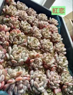 紅恋　多肉植物　カット苗1苗　ランダム発送