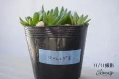 2025年最新】爪蓮華の人気アイテム - メルカリ