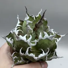 アガベ 鉢植発送 レッドキャット ゴリ猫極上血統 スペシャル個体