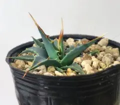 2026年最新】ユタエンシス エボリスピナの人気アイテム - メルカリ