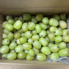Ｂ品シャインマスカット1.5kg