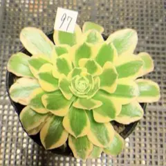 レア ホヤ Hoya archboldiana albomarginata美株 - メルカリ
