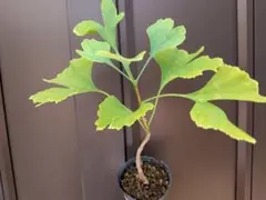 イチョウ　ミニ盆栽のサムネイル