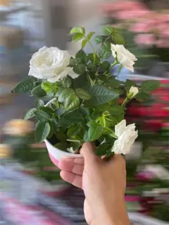 正規品】ラベル付 バラ苗 真宙（まそら）強香 人気品種 薔薇 ゆう