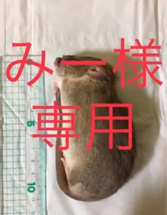 Item thumbnail for item 67f4fb68-98cf-49b2-9bc0-e1e8a152399c