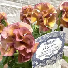 ばばちゃん様 リクエスト 3点 まとめ商品