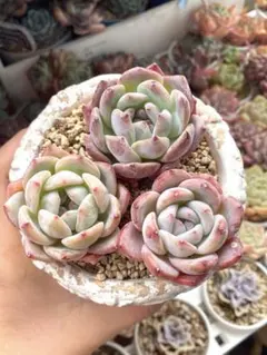 GW SALE❣️クリムゾン 3個セット❣️多肉 韓国苗 寄せ植え カット苗