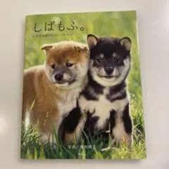 しばもふ。 柴犬広場のかわいい子犬