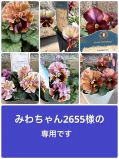 アントワネット