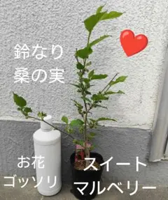 深夜の徘徊僧様 リクエスト 2点 まとめ商品