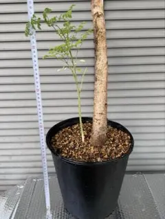 デロニクス デカリー 実生 大きめ 鉢ごと発送 灌木 - メルカリ